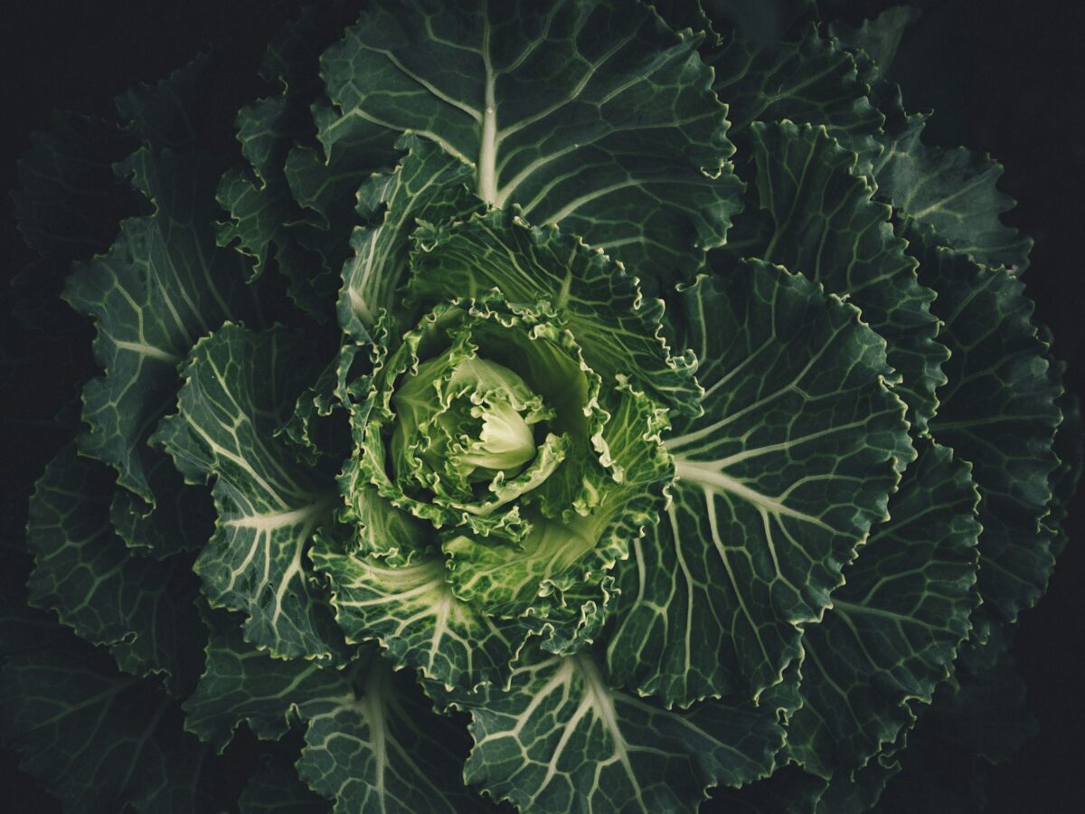 scott_webb_4yNeDDMcJJM_unsplash_scaled.jpg